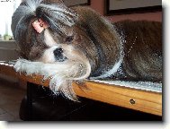 icu, Shih-Tzu