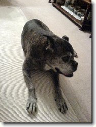 Deutscher Boxer