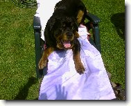 Rottweiler