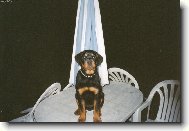 Rottweiler
