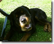 Rottweiler