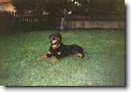Rottweiler