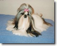 icu, Shih-Tzu
