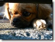 Tibetan Spaniel