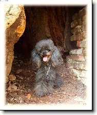 Poodle, Caniche