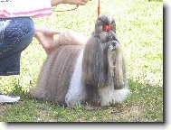 icu, Shih-Tzu