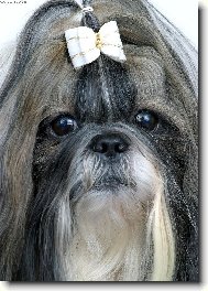 icu, Shih-Tzu