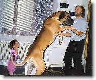 Deutsche Dogge
