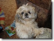 icu, Shih-Tzu