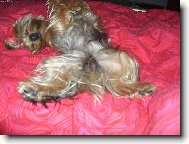 Jorkšírský terier, Yorkshire Terrier,
