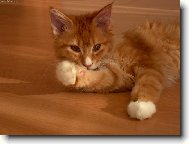 Maine Coon