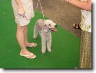 Bedlington Terrier