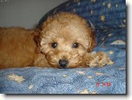 Poodle, Caniche