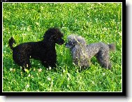 Poodle, Caniche