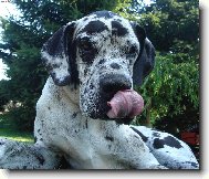 Deutsche Dogge