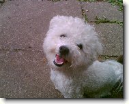 Bichon á poil frisé, Bichon Frise