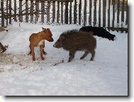 American Staffordshire Terrier
