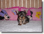 Jorkšírský terier, Yorkshire Terrier,