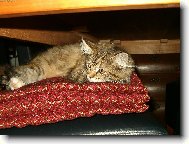 Maine Coon
