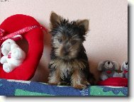Jorkšírský terier, Yorkshire Terrier,