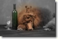 Poodle, Caniche