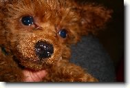 Poodle, Caniche