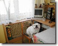 Chinese Crested Dog