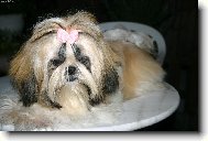 icu, Shih-Tzu
