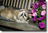 icu, Shih-Tzu