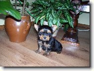 Jorkšírský terier, Yorkshire Terrier,