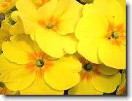 Primula