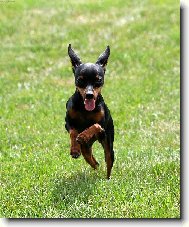 Chinese Crested Dog