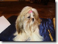 icu, Shih-Tzu