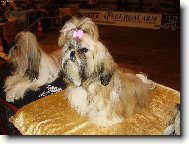 icu, Shih-Tzu