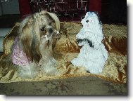 icu, Shih-Tzu