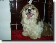 icu, Shih-Tzu