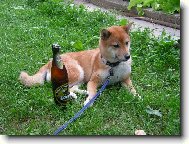 Shiba Inu