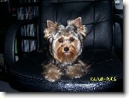 Jorkšírský terier, Yorkshire Terrier,