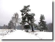 Send postcard: 1160