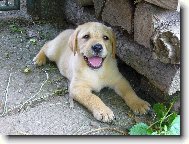 Send postcard: 1135